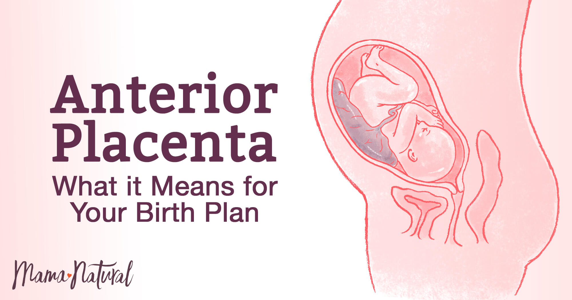 Anterior Placenta Means