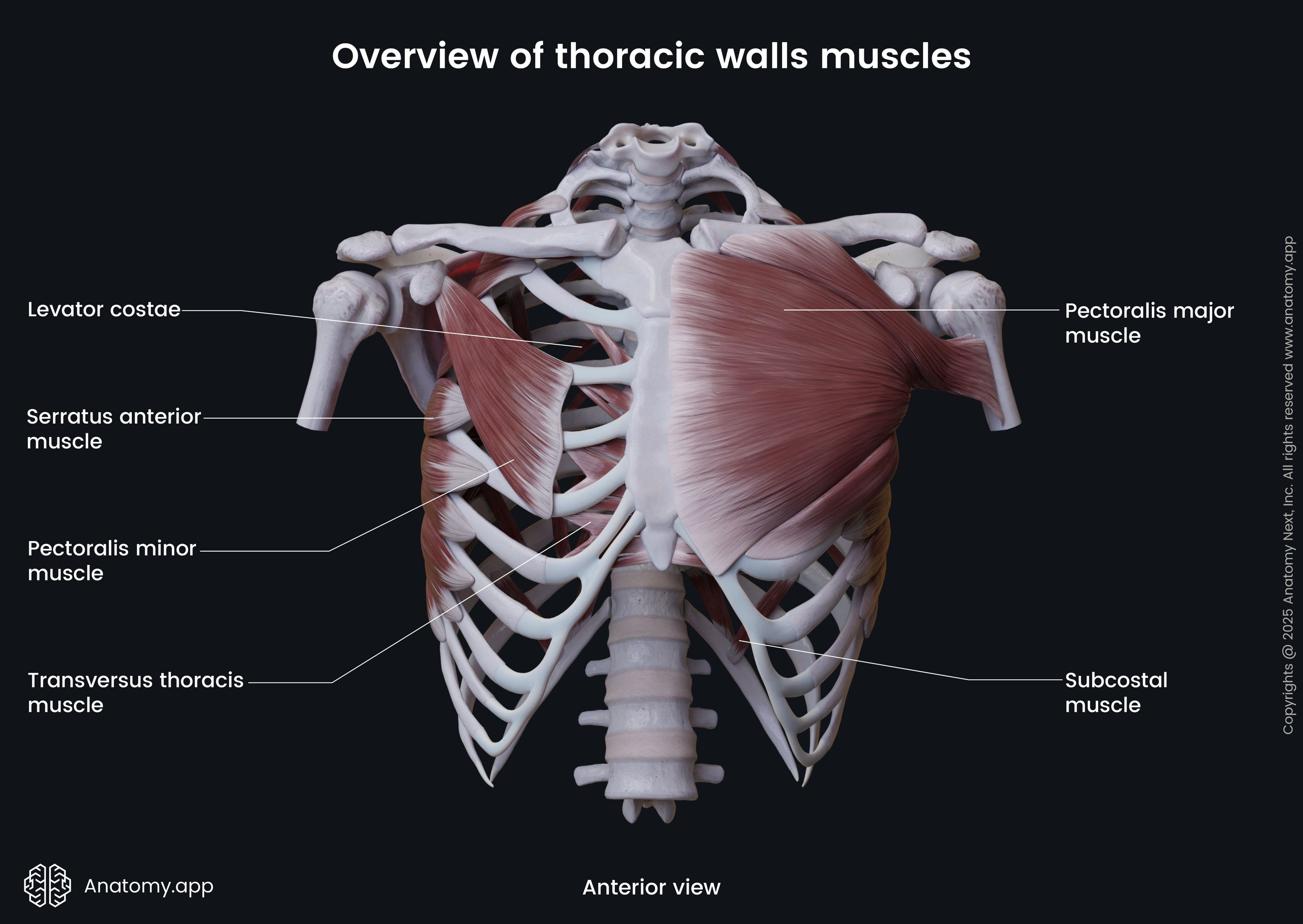 Anterior Thorax Anatomy