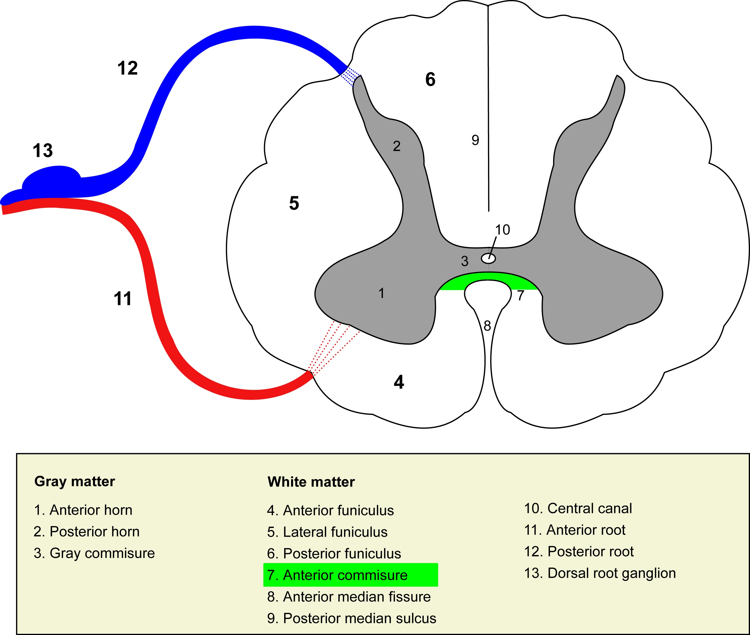 Anterior White Commissure