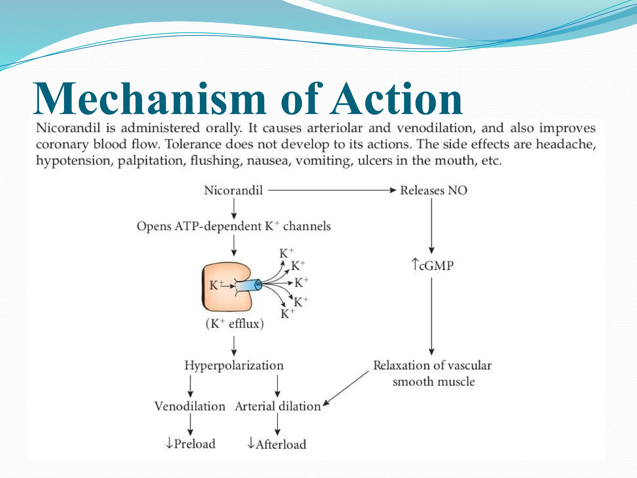 Anti Anginal Mechanism