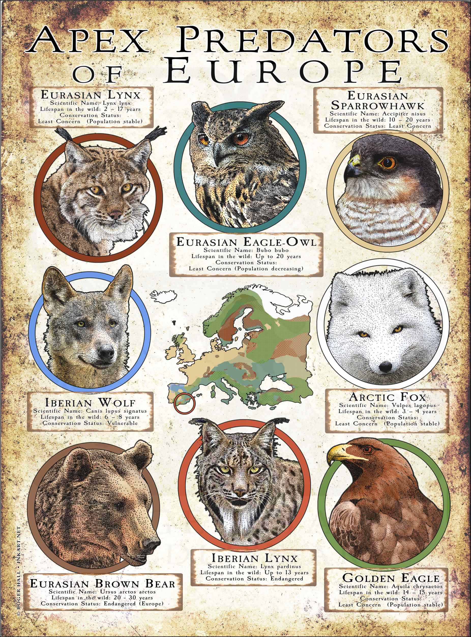 Apex Predators Of Uk