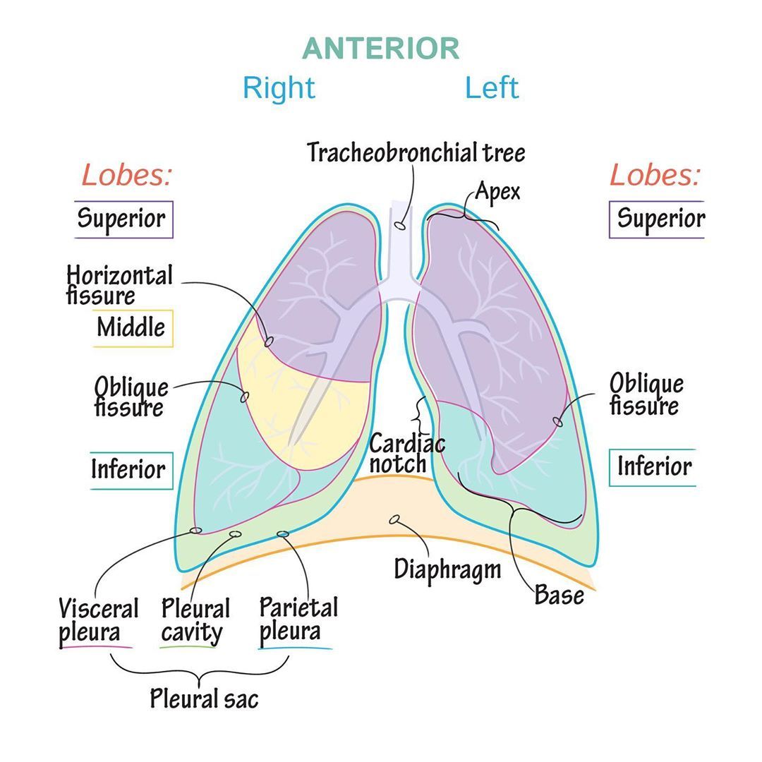 Apices Of Lungs