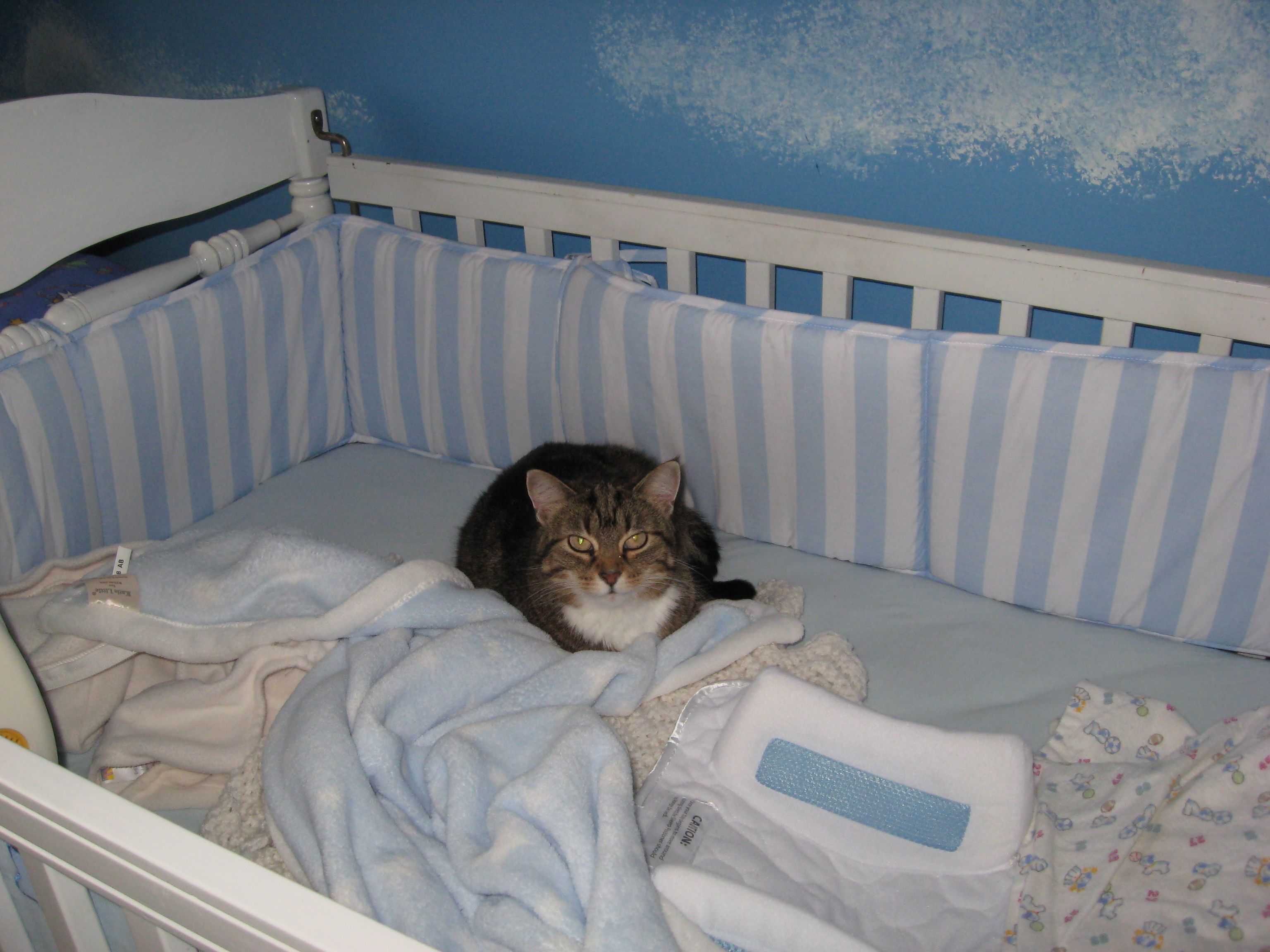 Are There Any Animals That Don't Sleep