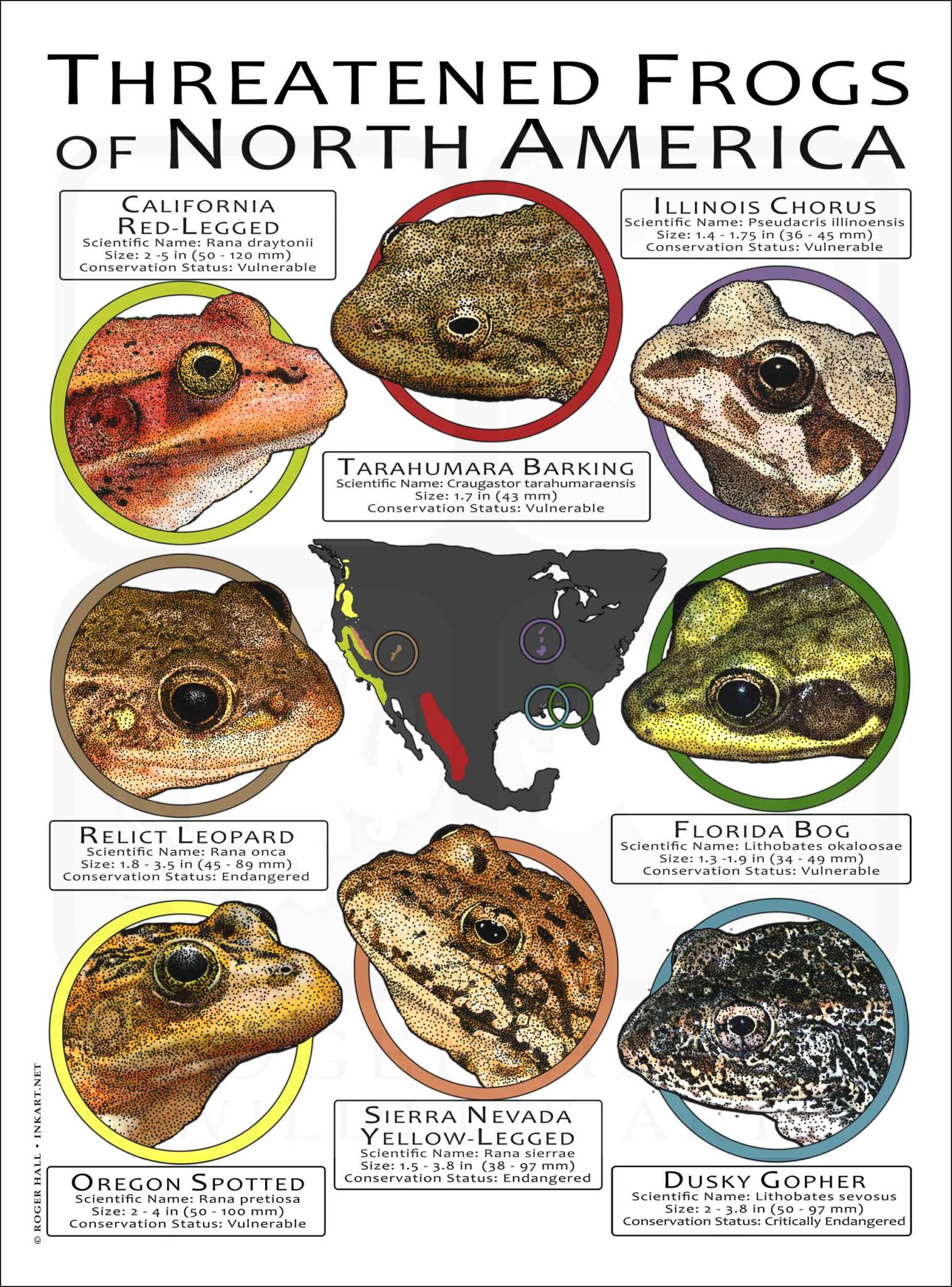 Are There Any Endangered Frogs