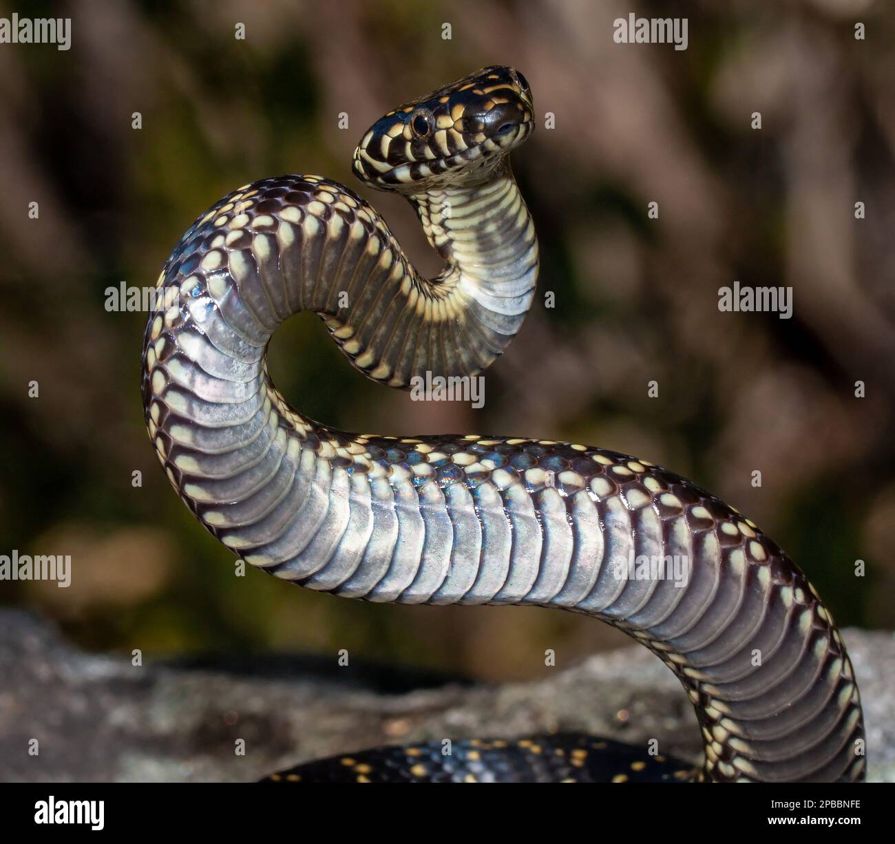 Are There Endangered Snakes