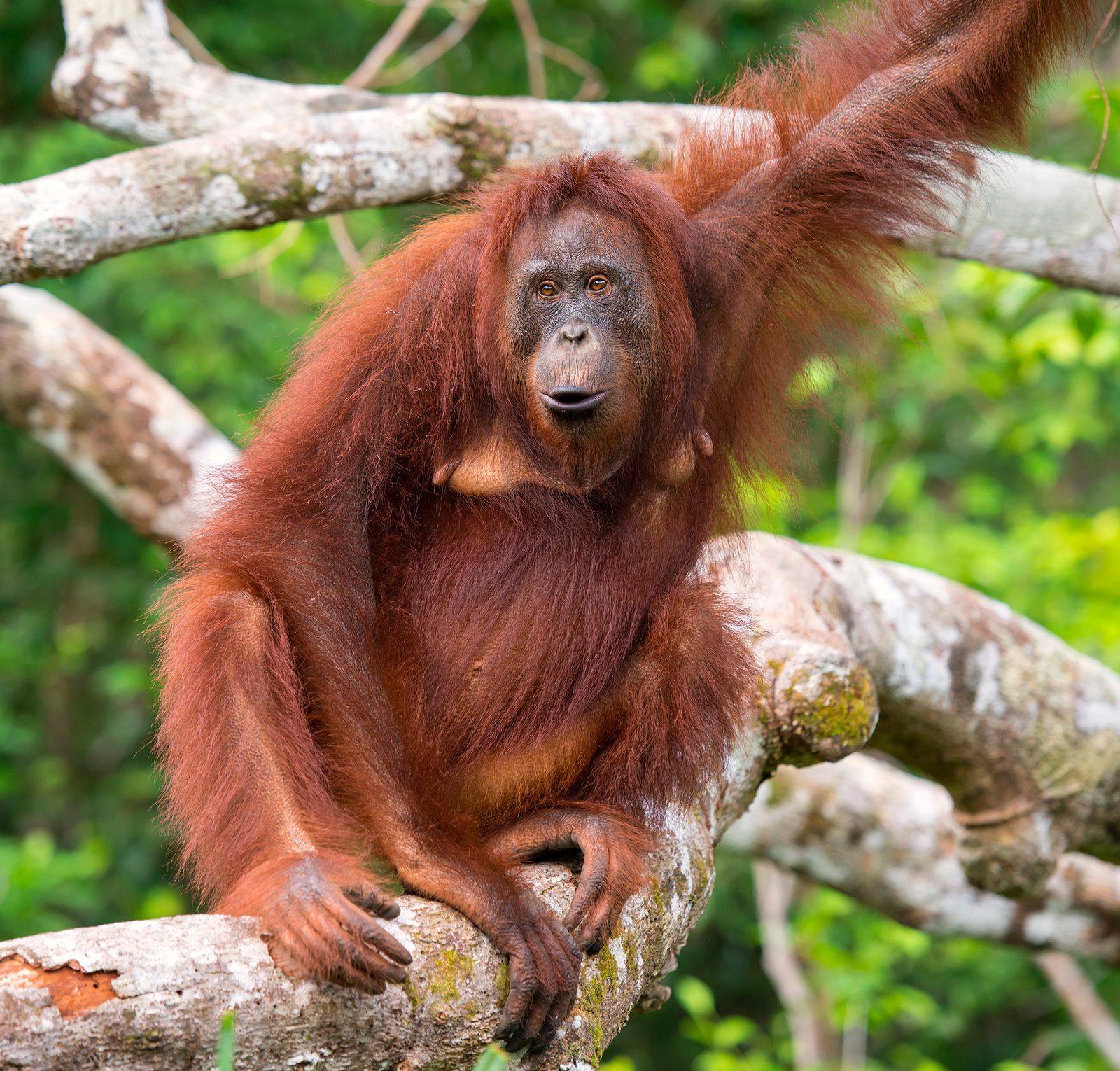 Are They Endangered Orang Utan
