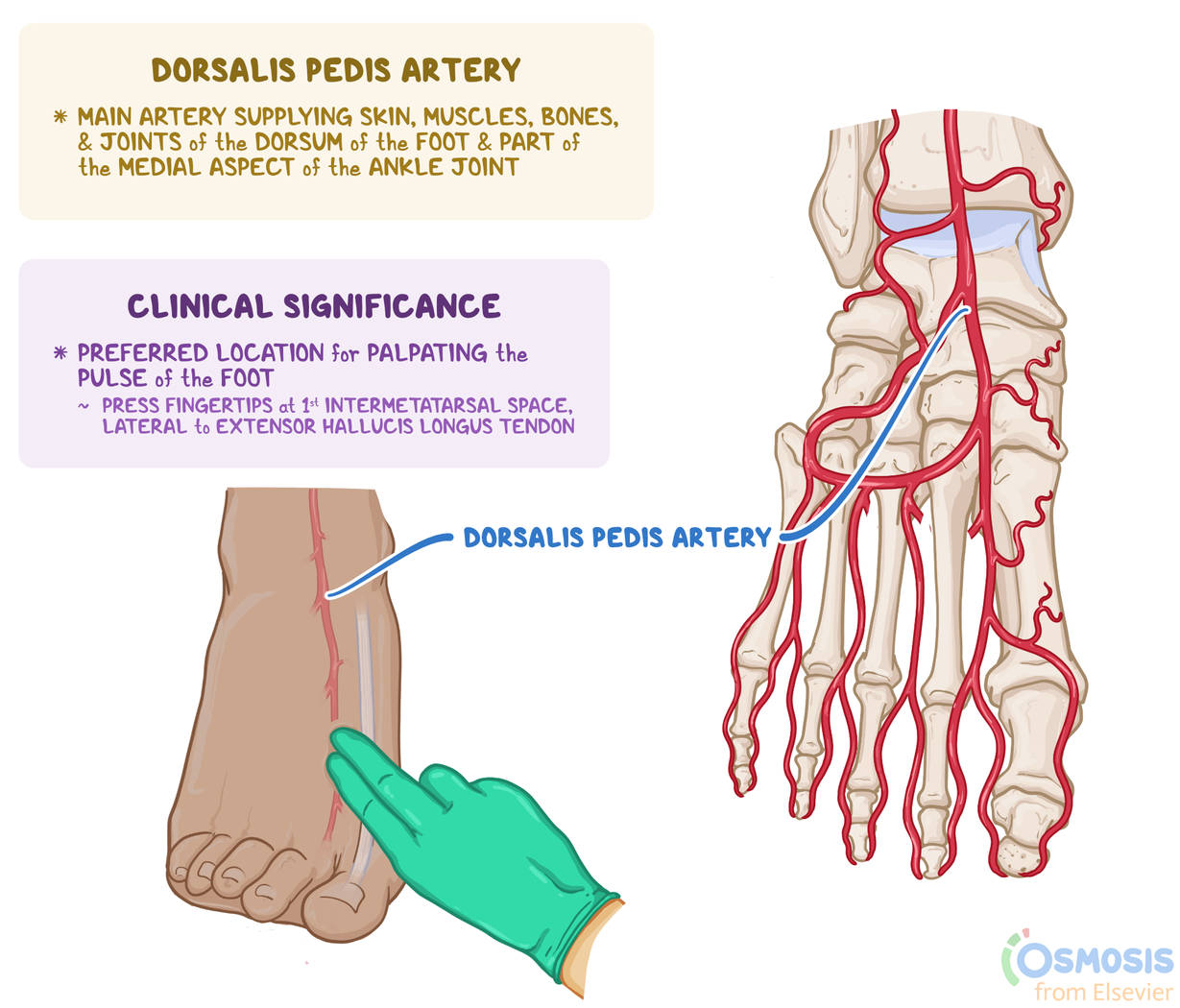 Arteria Dorsalis Pedis Pulse
