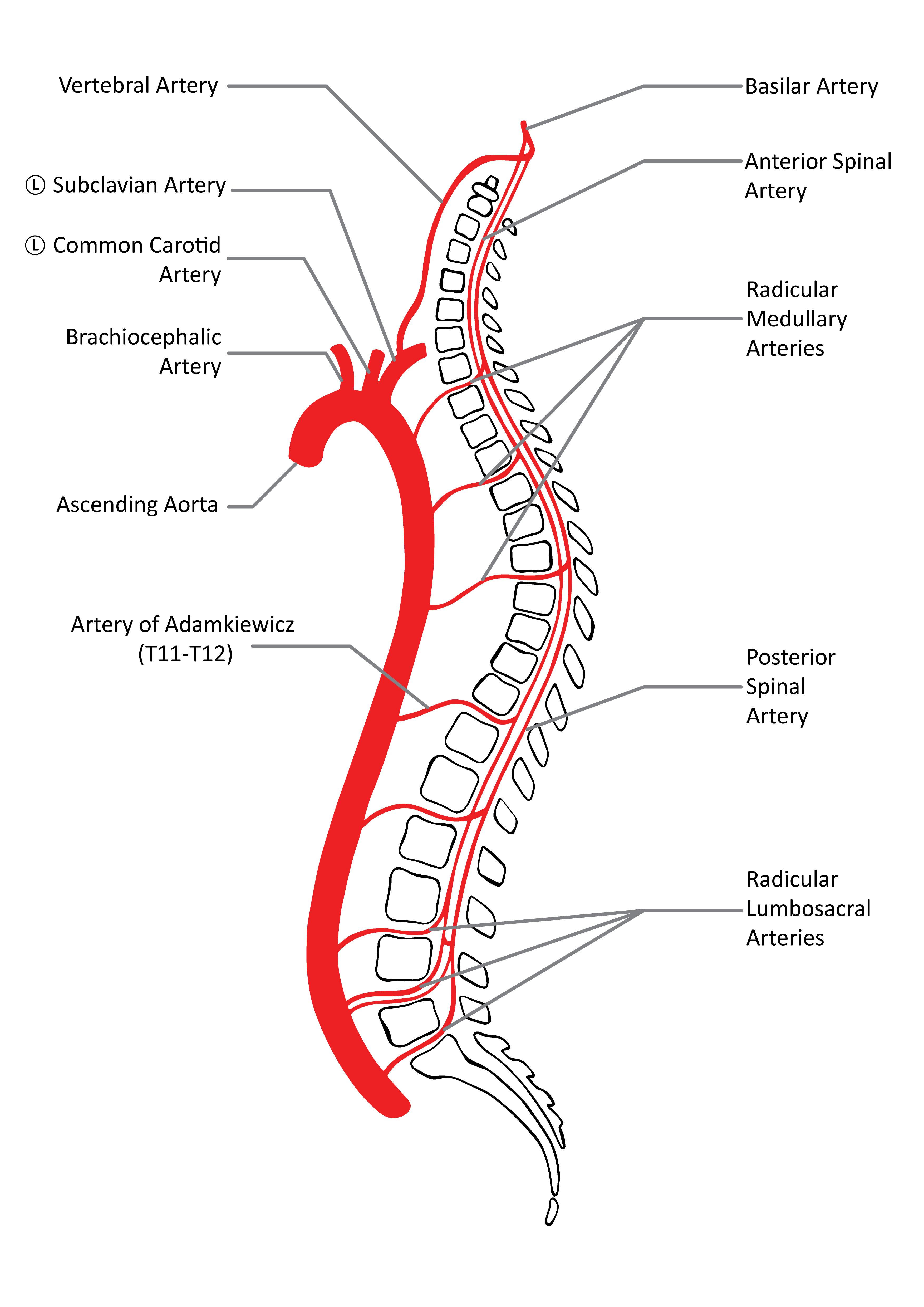 Artery Of Adamkiewicz