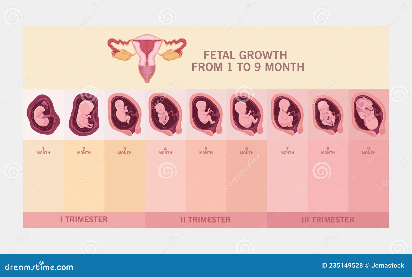Average Womb Size
