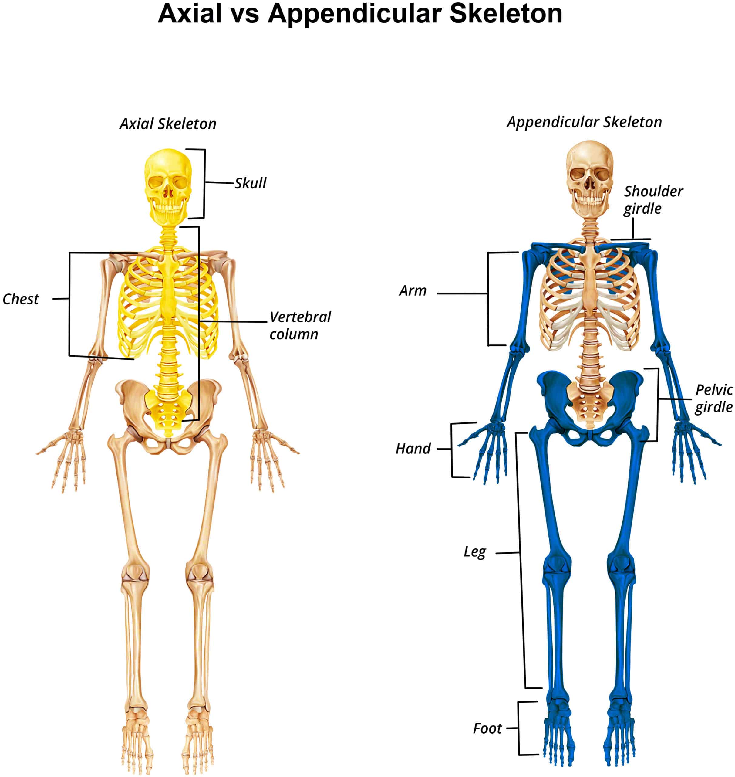Axial Skeleton Appendicular