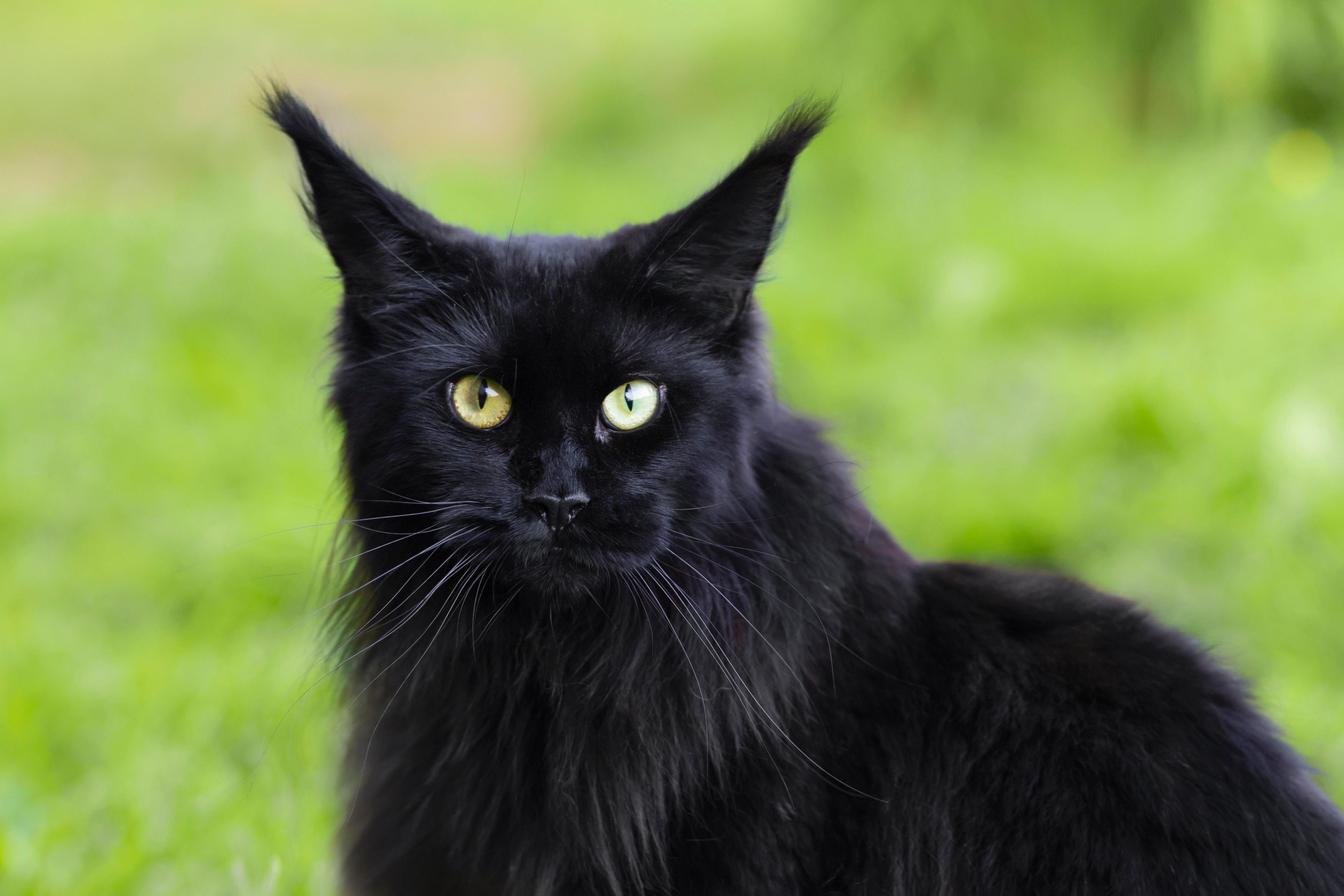 Behavior Of Black Cats