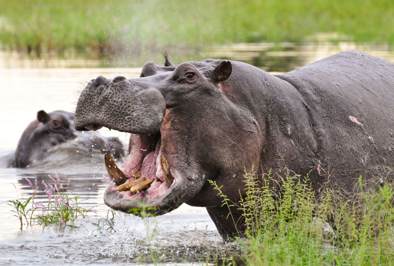 Behavior Of Hippopotamus
