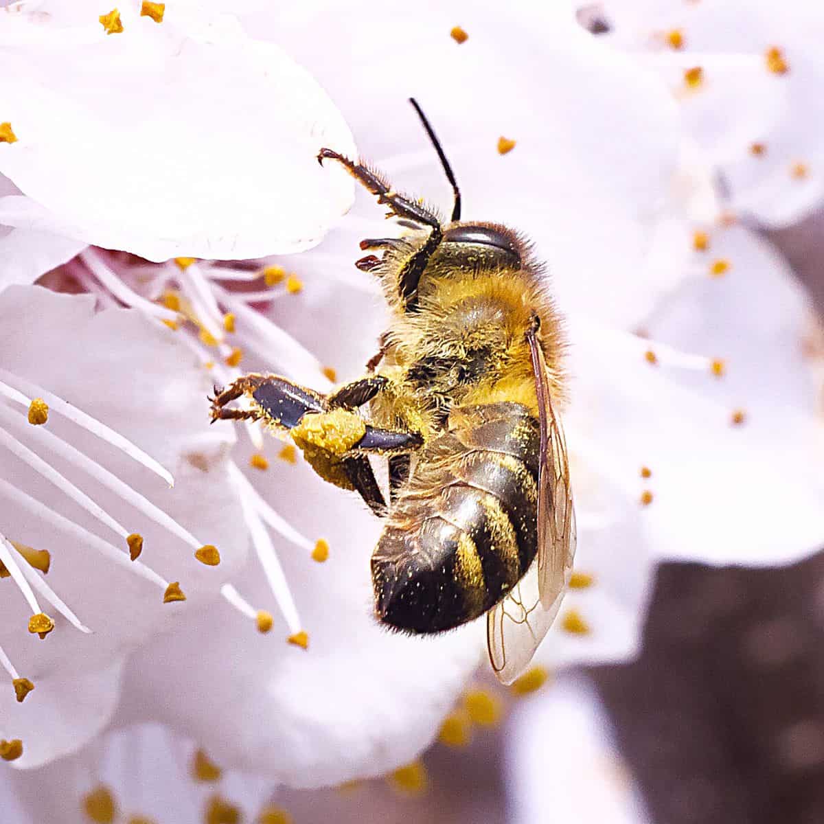 Behavior Of Honey Bee