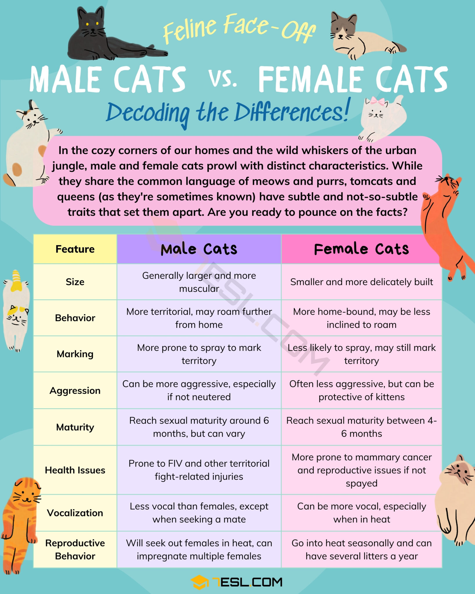 Behavior Of Neutered Male Cats