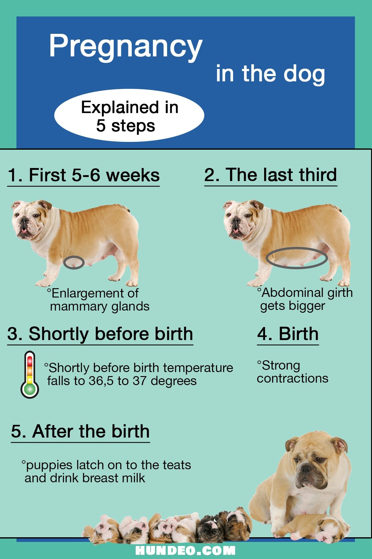 Behavior Of Pregnant Dog