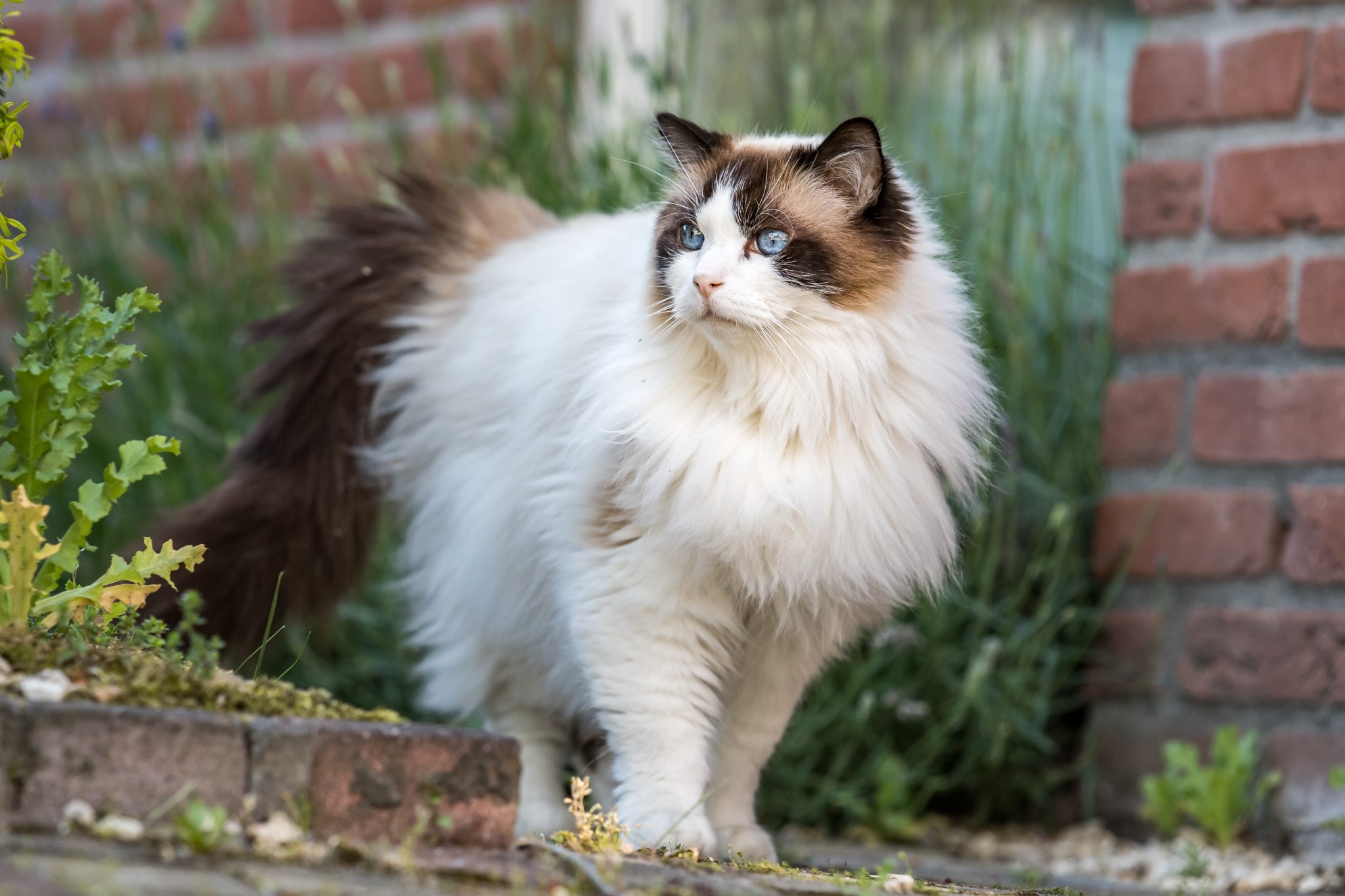 Behavior Of Ragdoll Cats