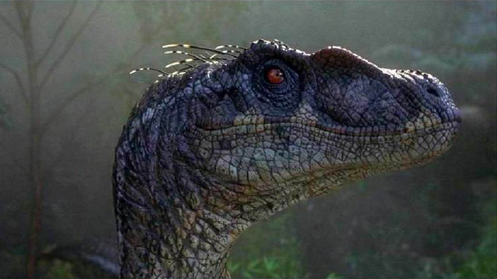 Behavior Of Velociraptor