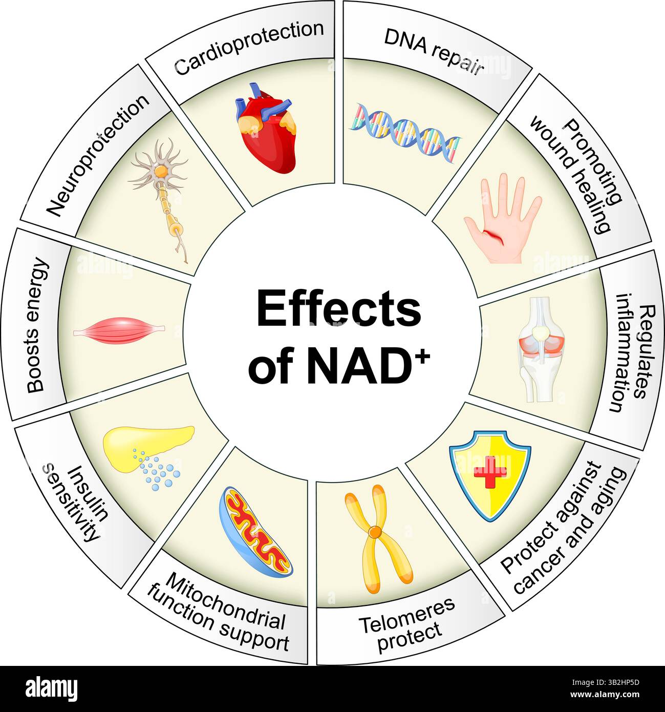 Benefits Of Nad+