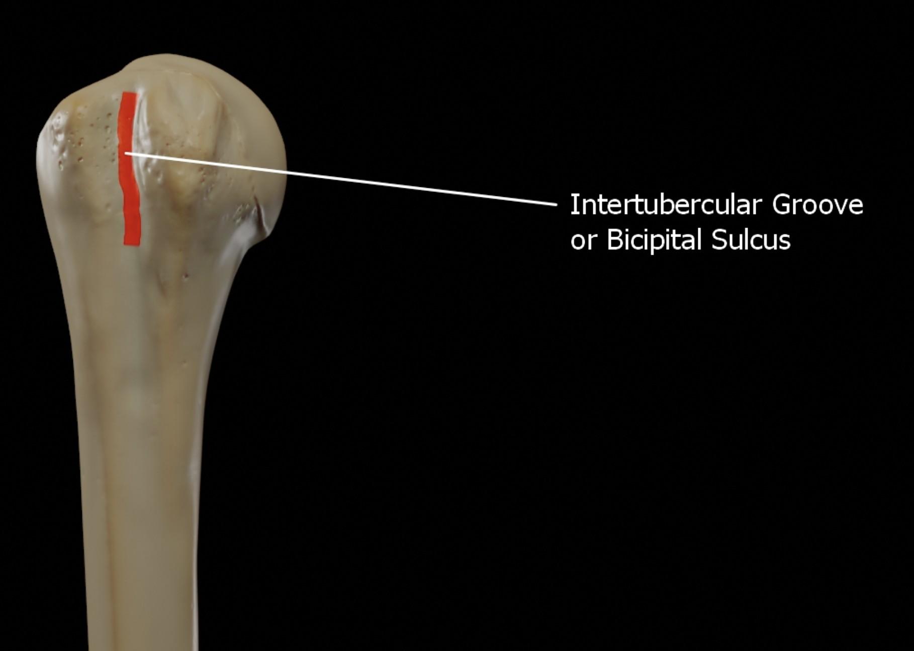 Bicipital Groove Of Humerus