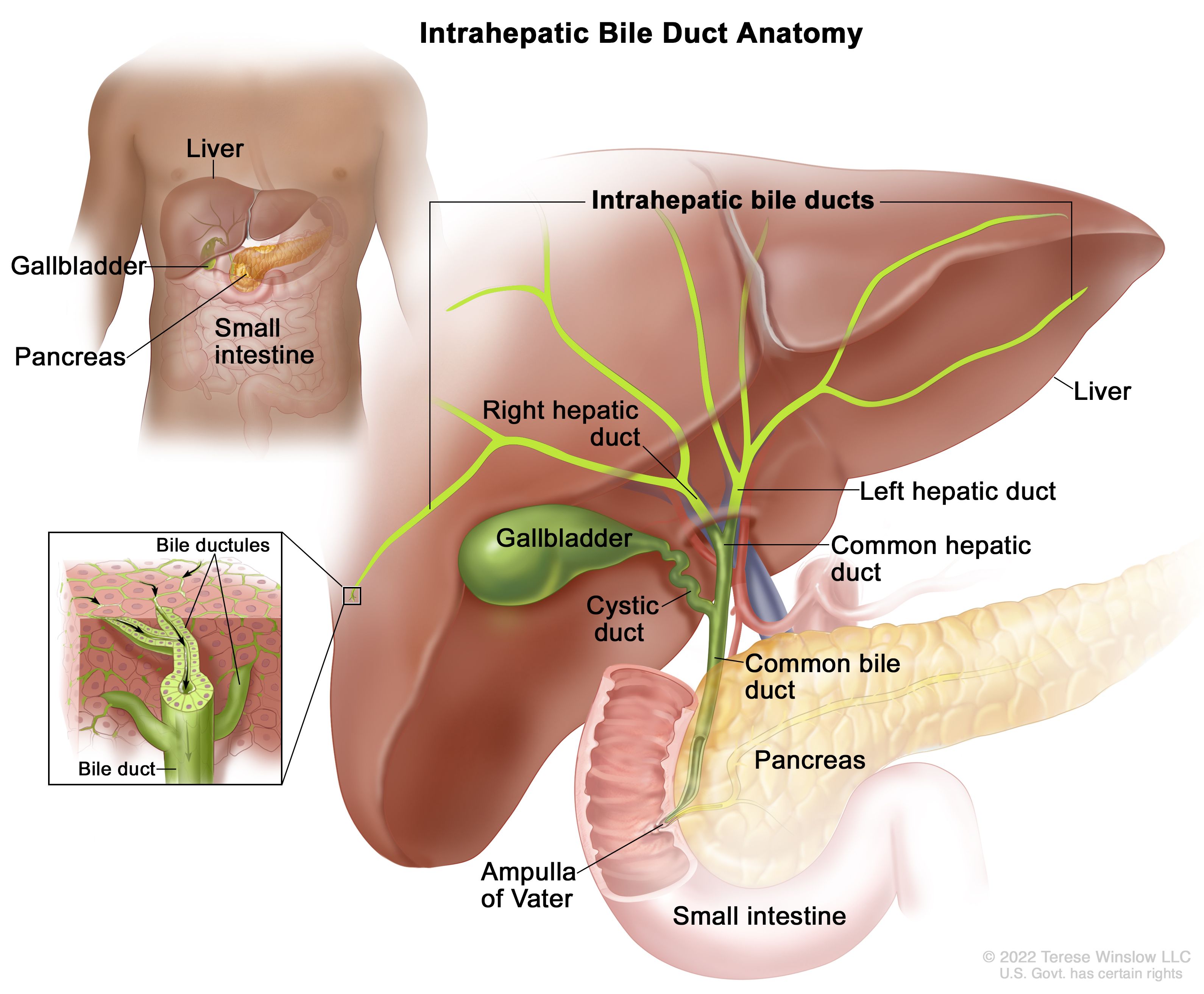 Bile Duct Cancer Prognosis