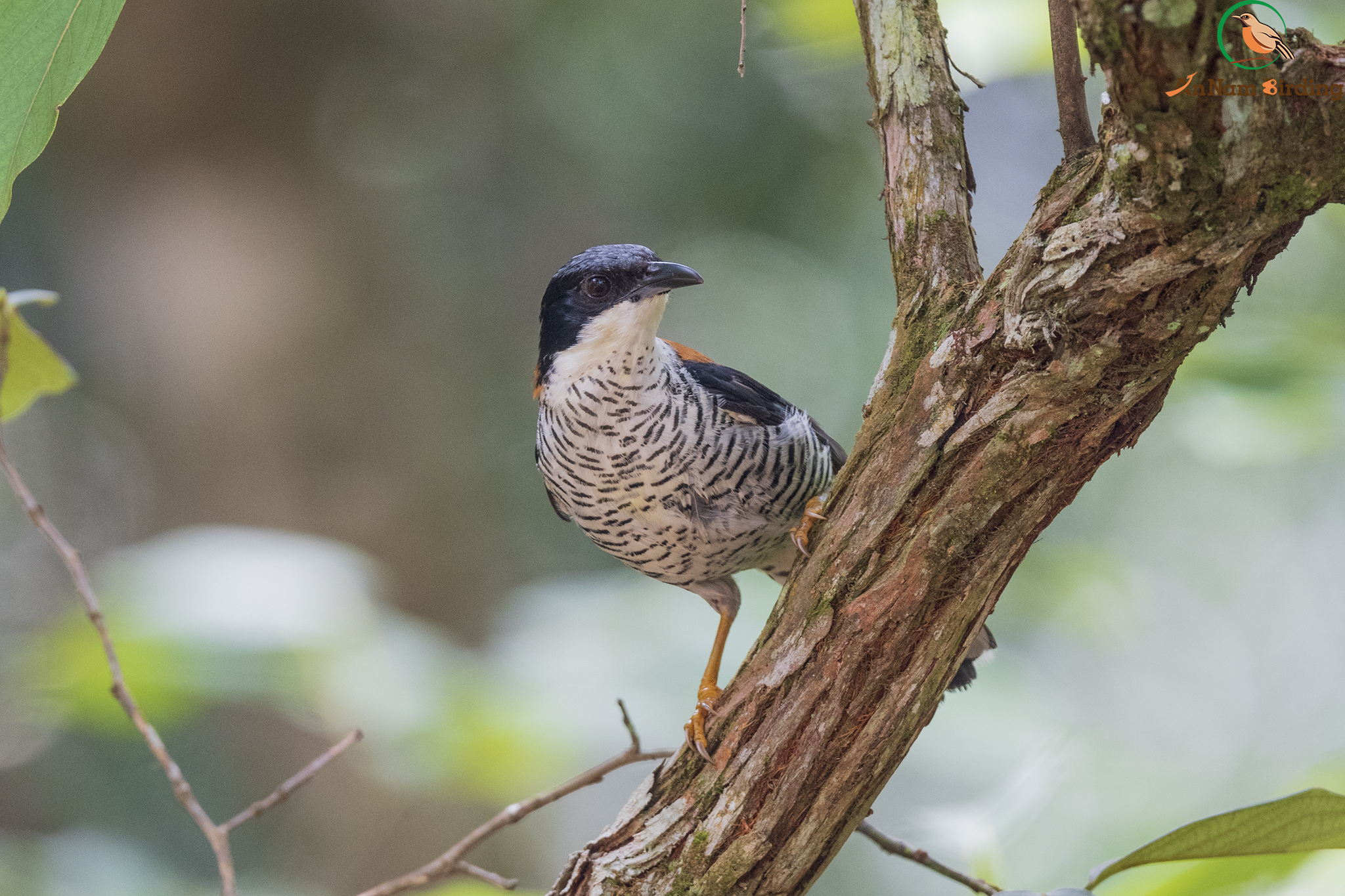 Birds Endemic To Vietnam