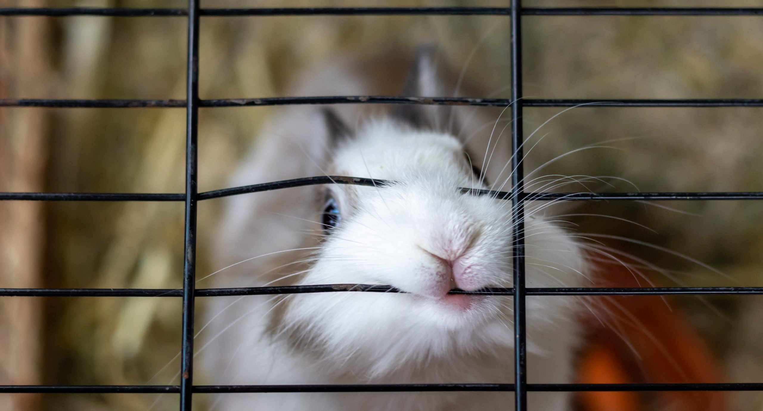 Bite Of Rabbit Is It Dangerous