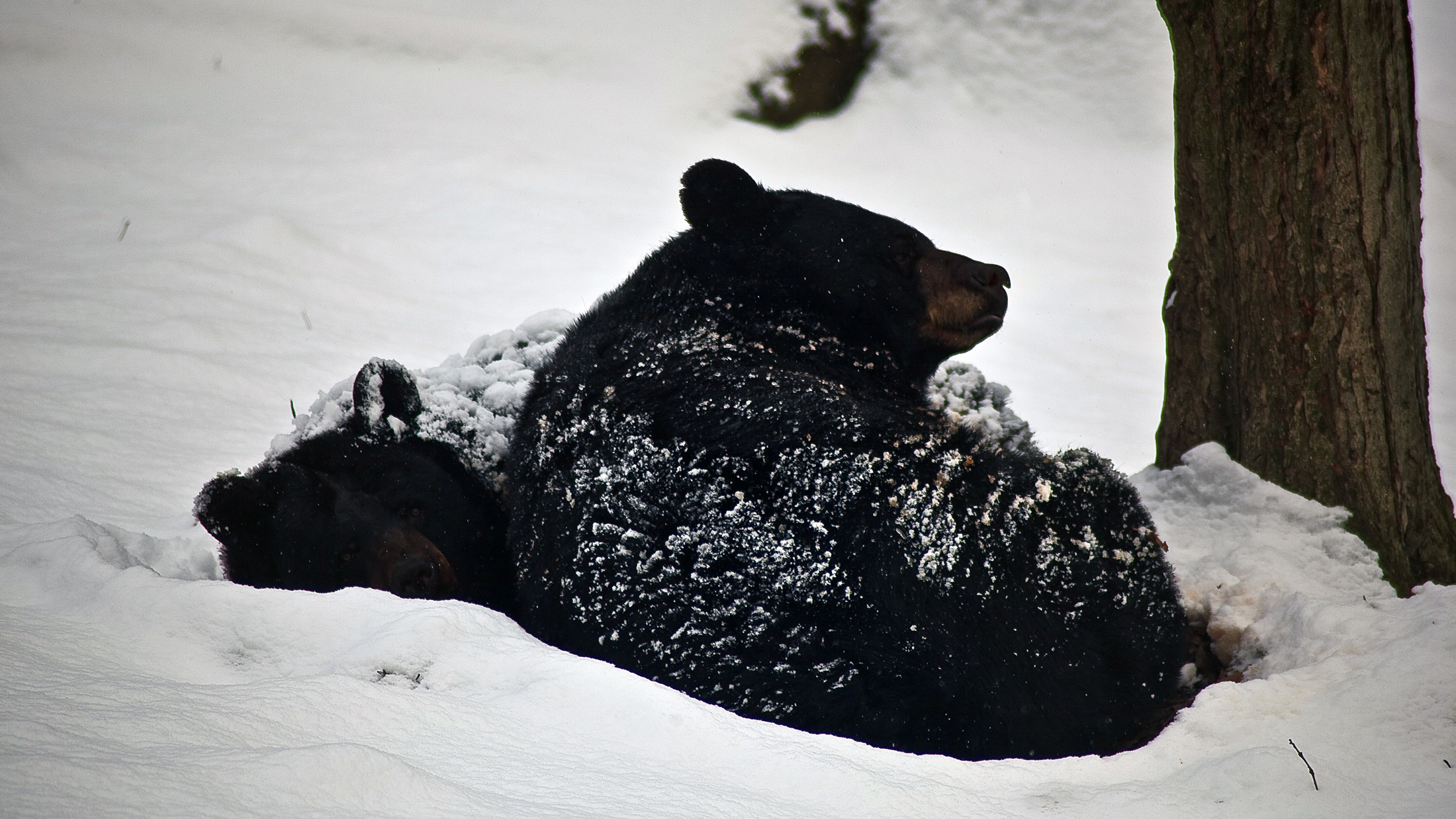 Black Bear Do They Hibernate