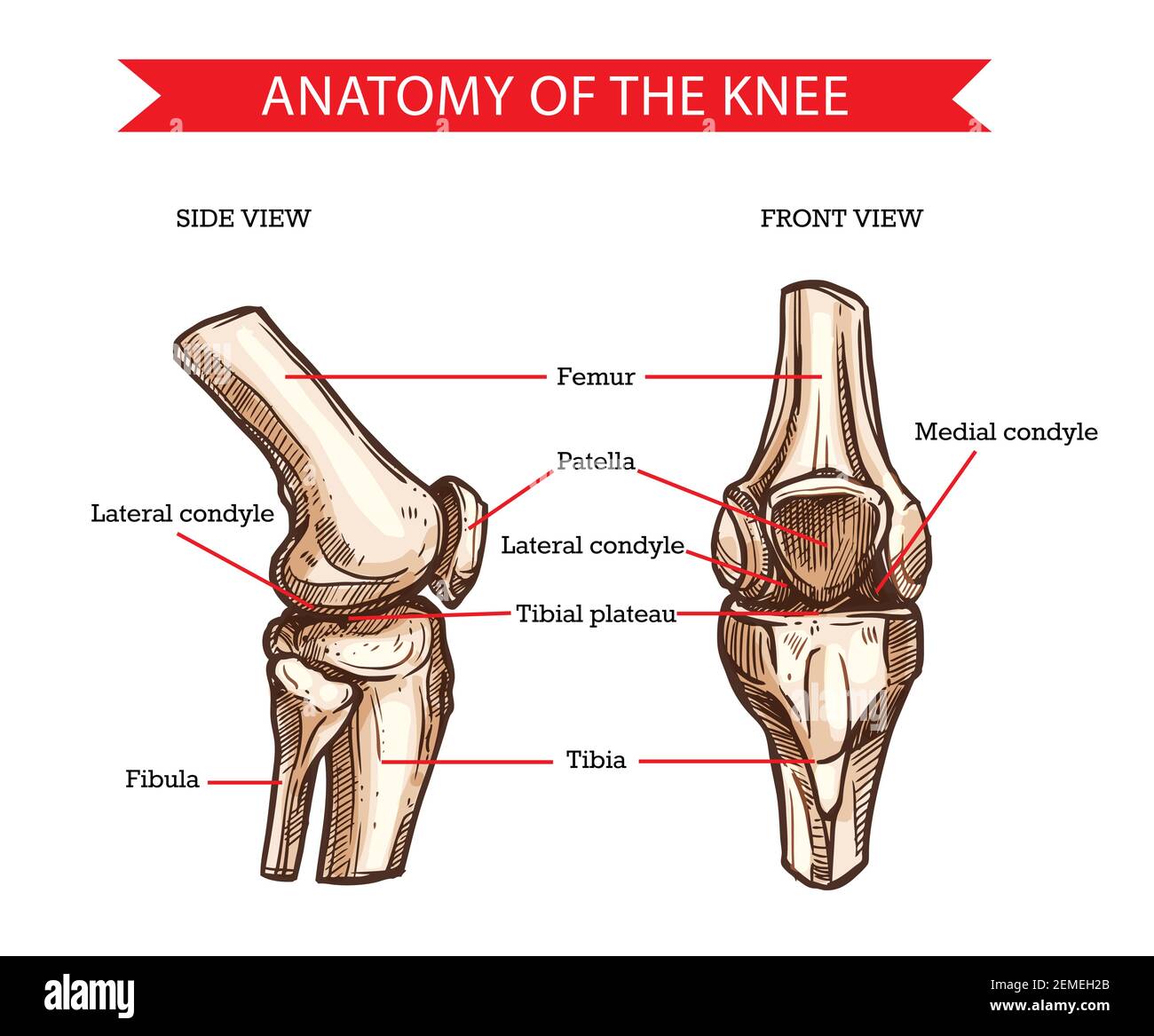 Bone Anatomy Knee