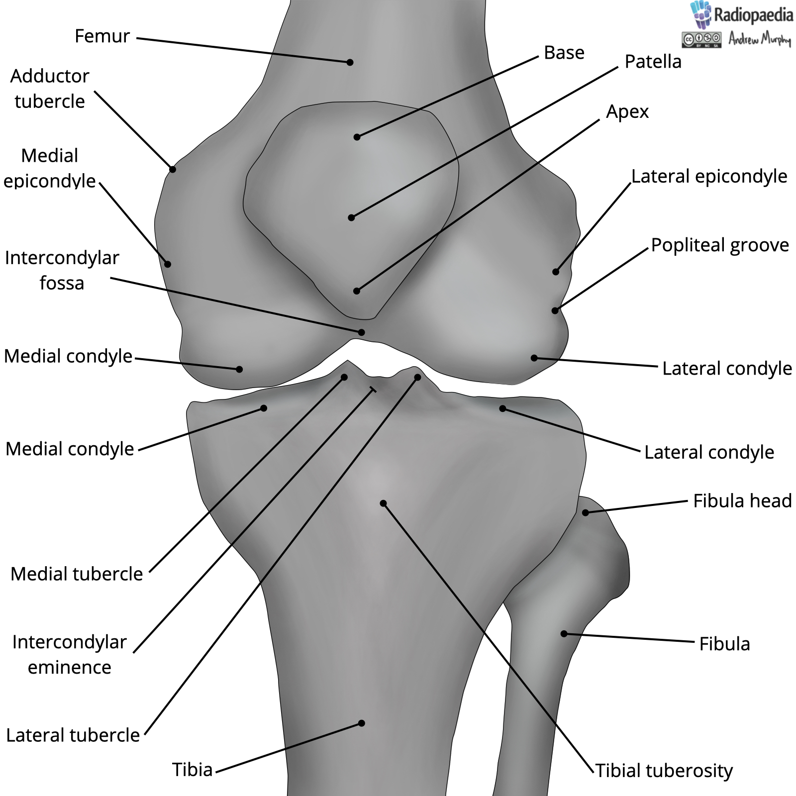 Bone Anatomy Of Knee Joint