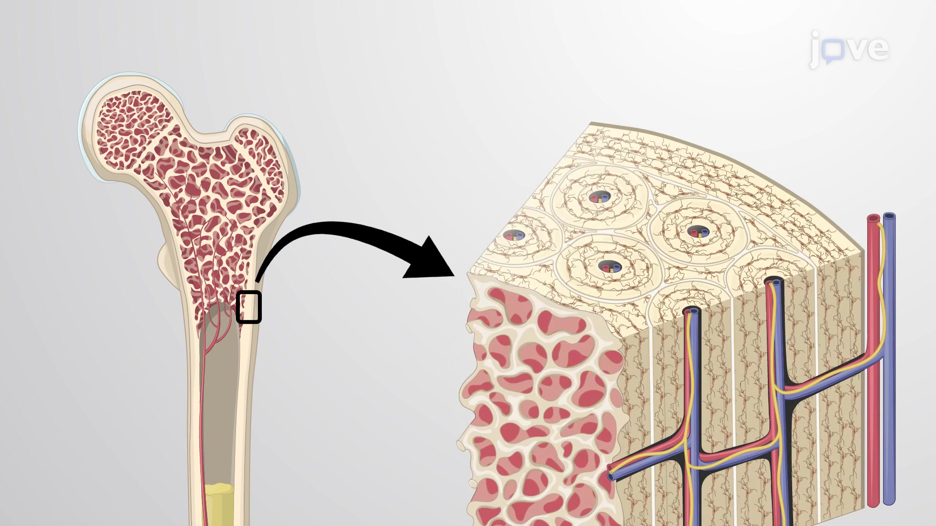 Bones Are Connective Tissue