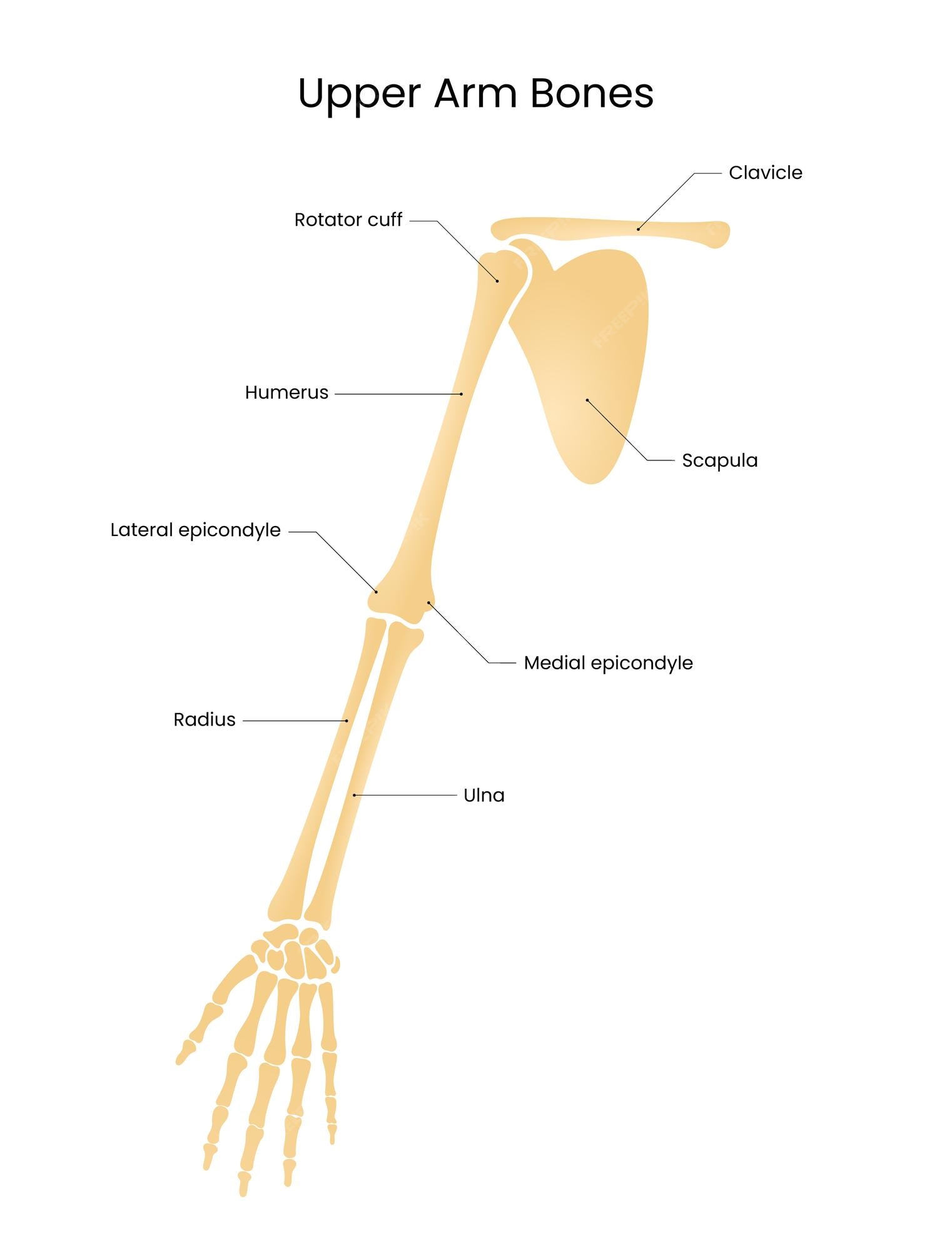 Bones In Arm