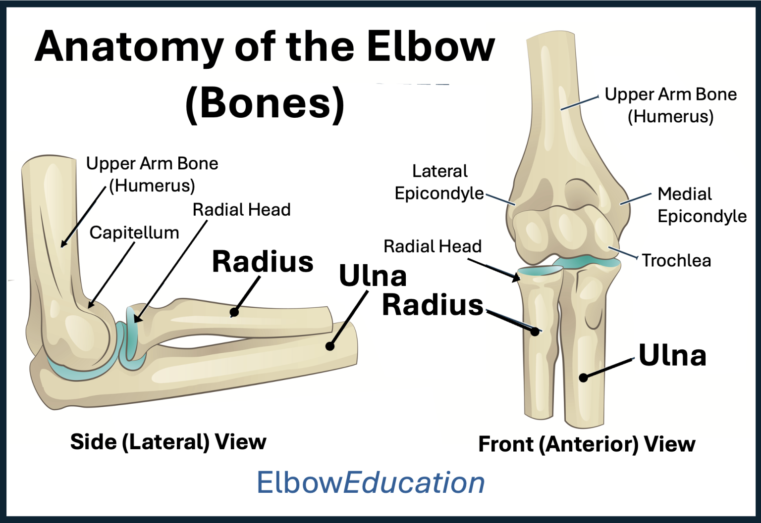 Bones Of Elbow Joint