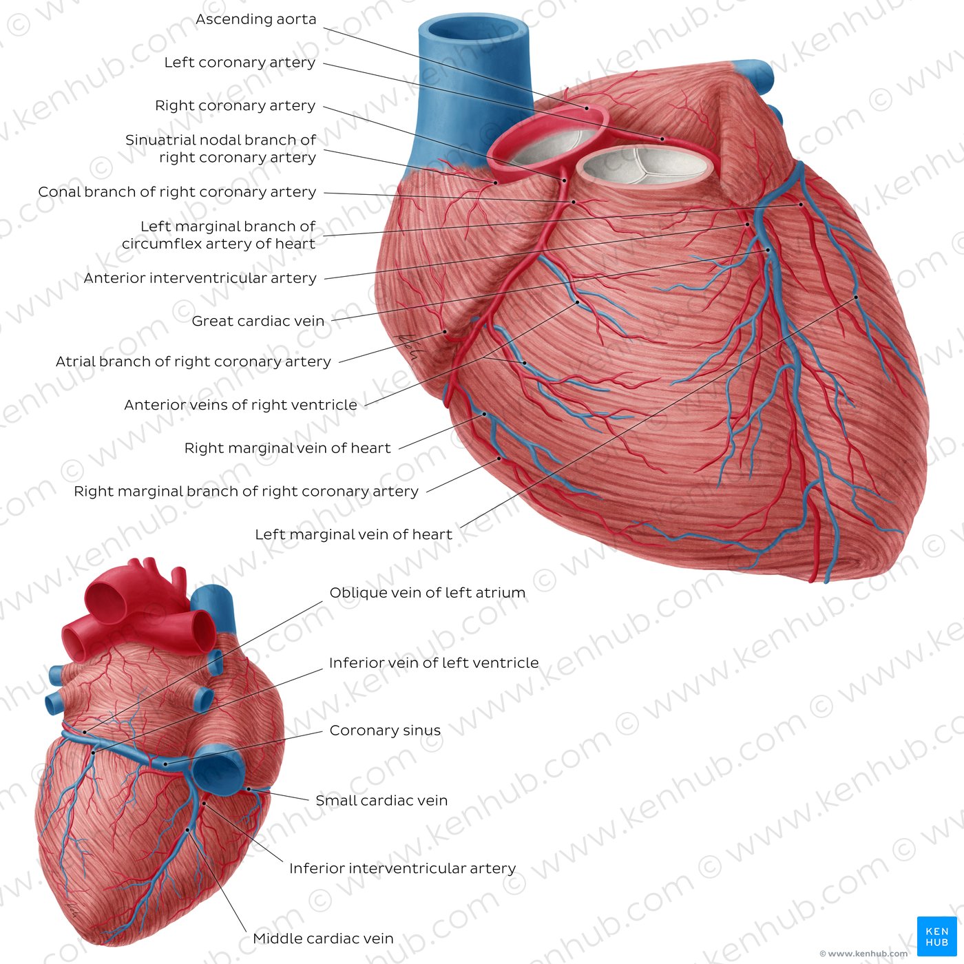 Borders Of Heart Anatomy