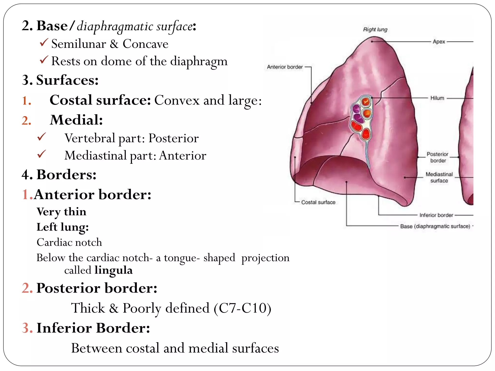 Borders Of Lungs