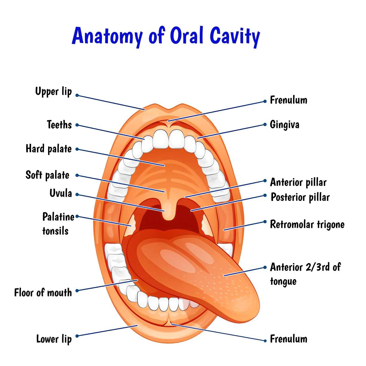 Borders Of Oral Cavity