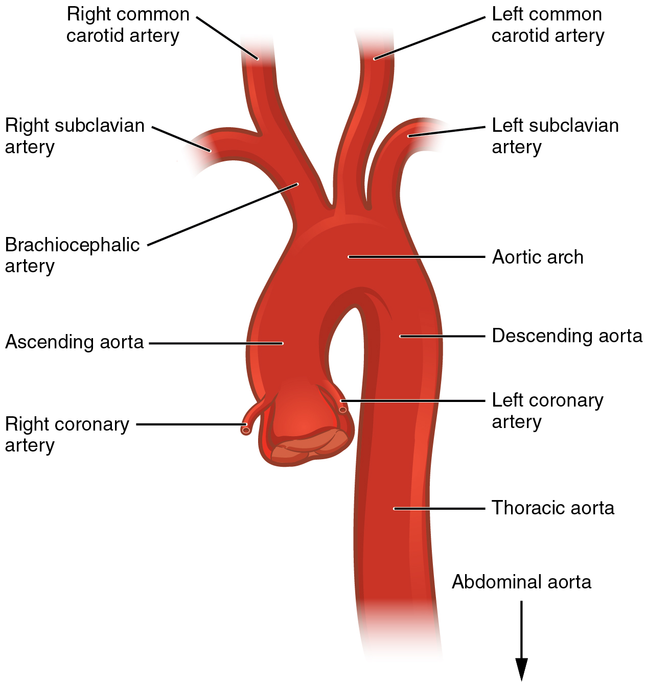 Branches Of Descending Aorta