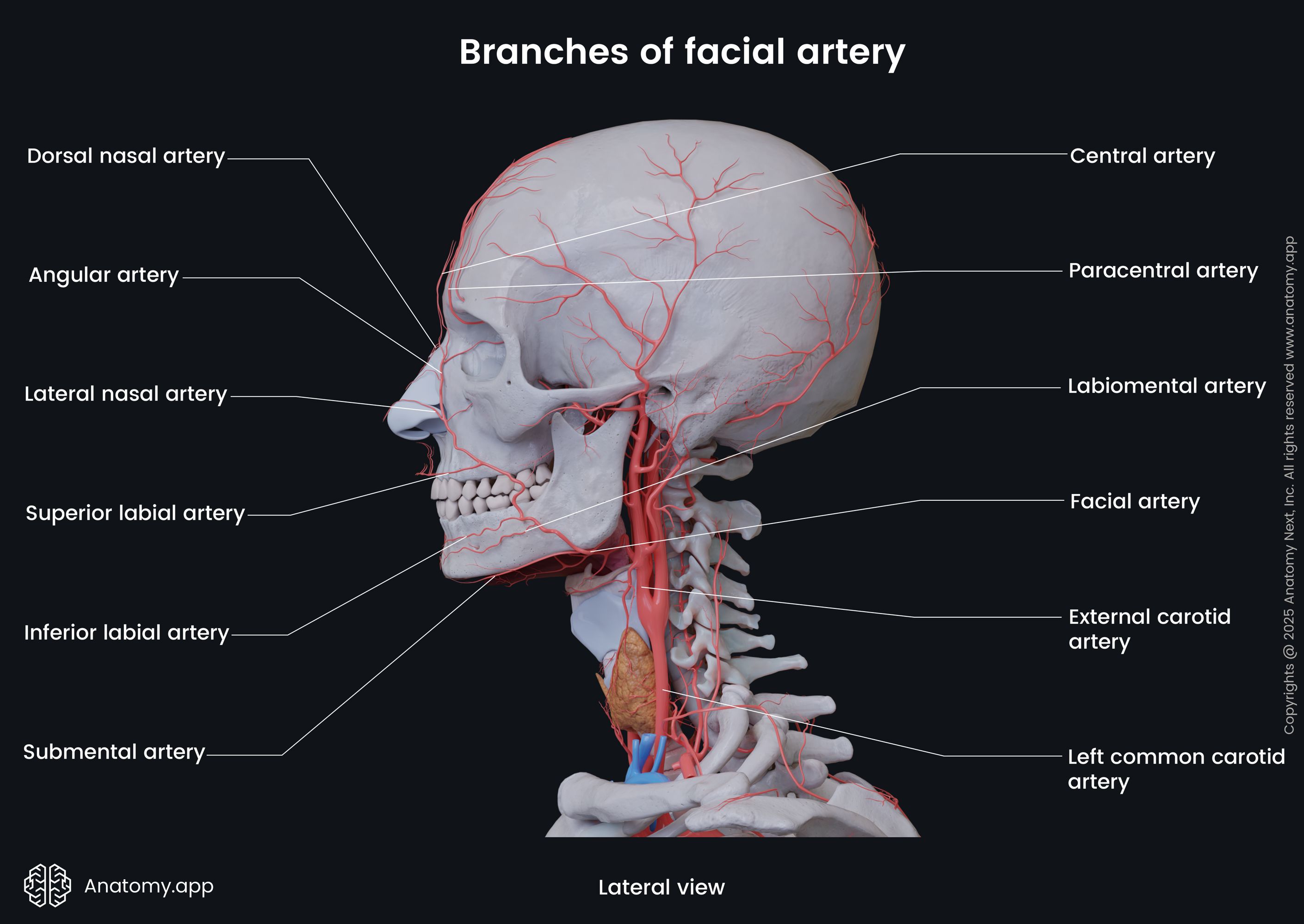 Branches Of Facial Artery In Neck