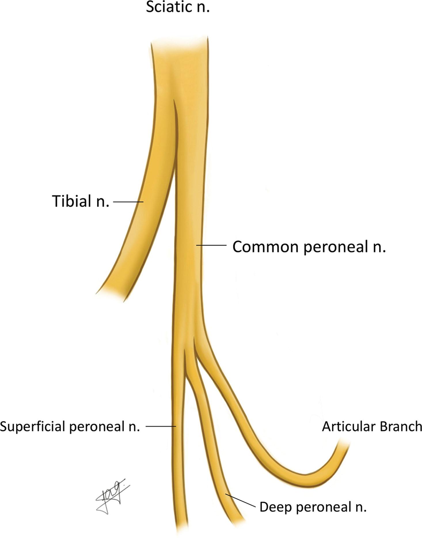Branches Of Sciatic Nerve