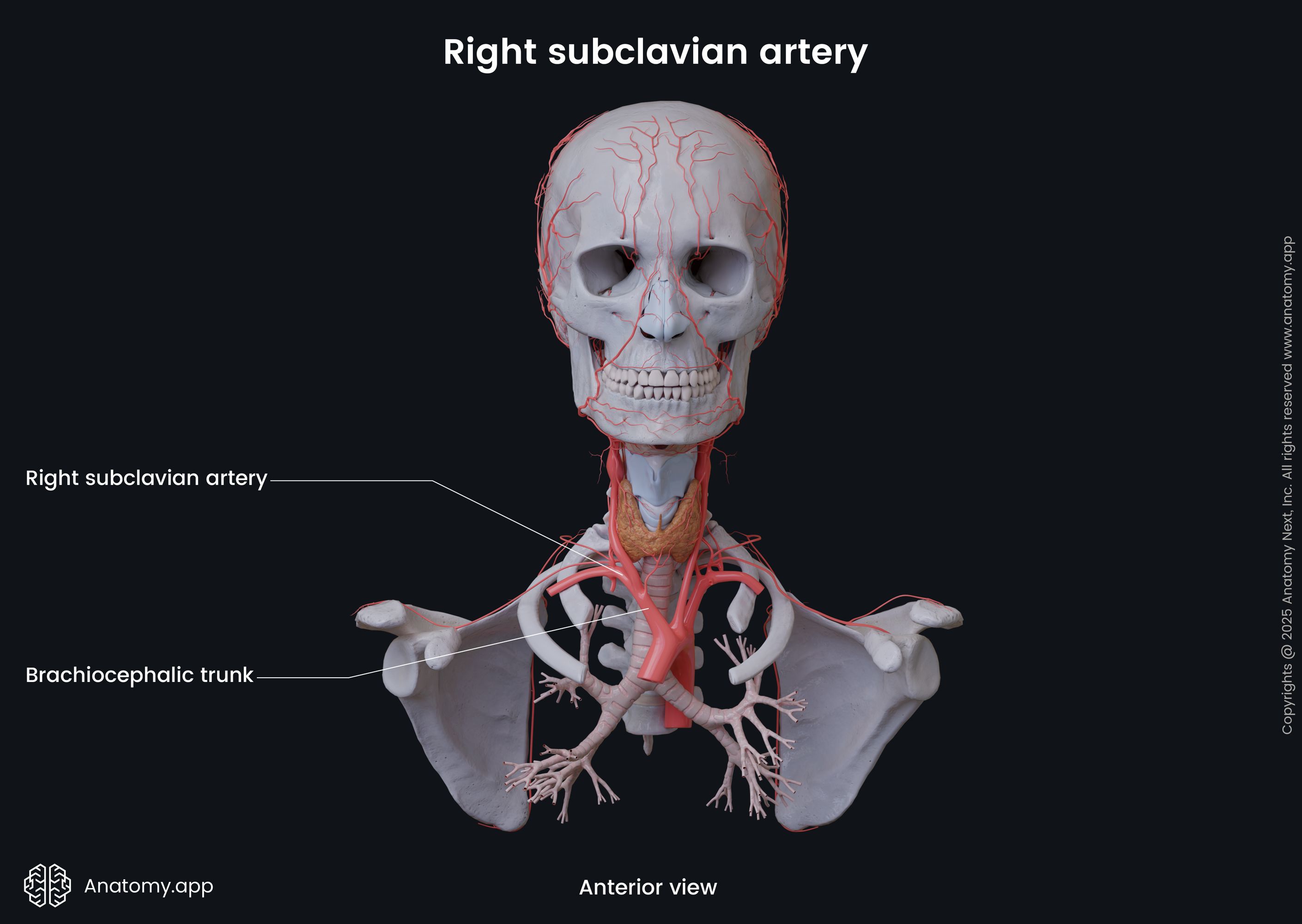 Branches Of Subclavian Artery