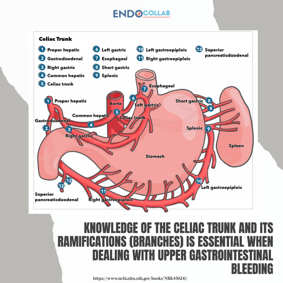 Branches Of The Coeliac Trunk