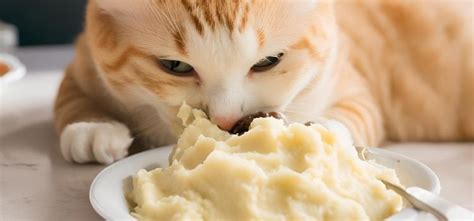 Can Cats Eat Instant Mashed Potatoes