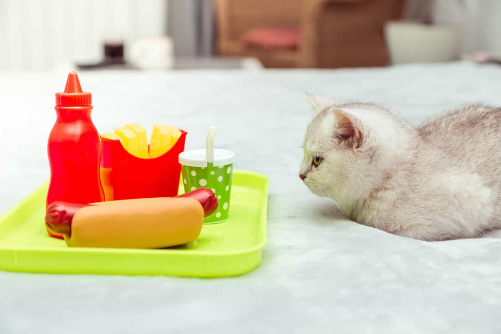 Can Cats Eat Ketchup