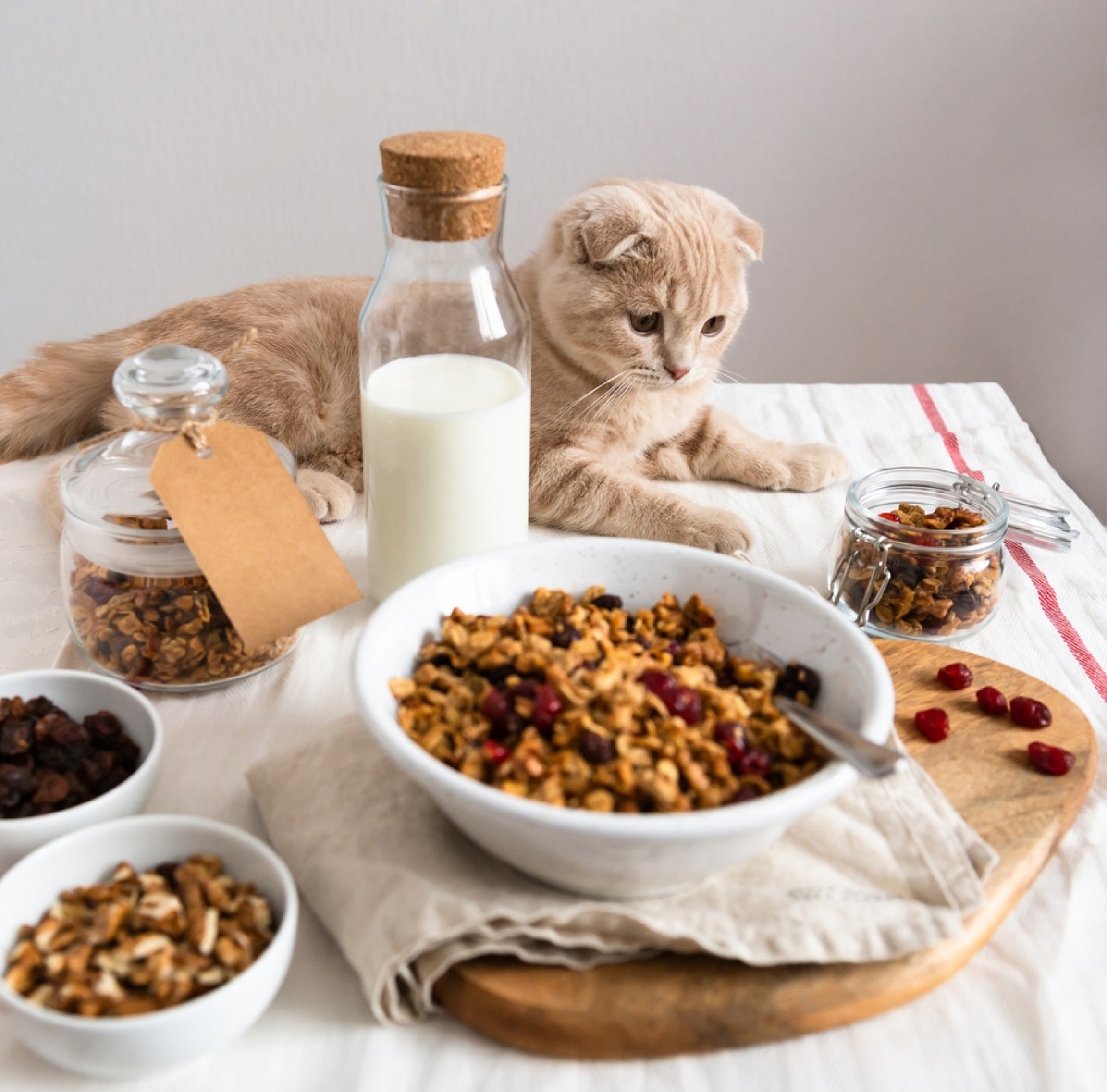 Can Cats Eat Oats