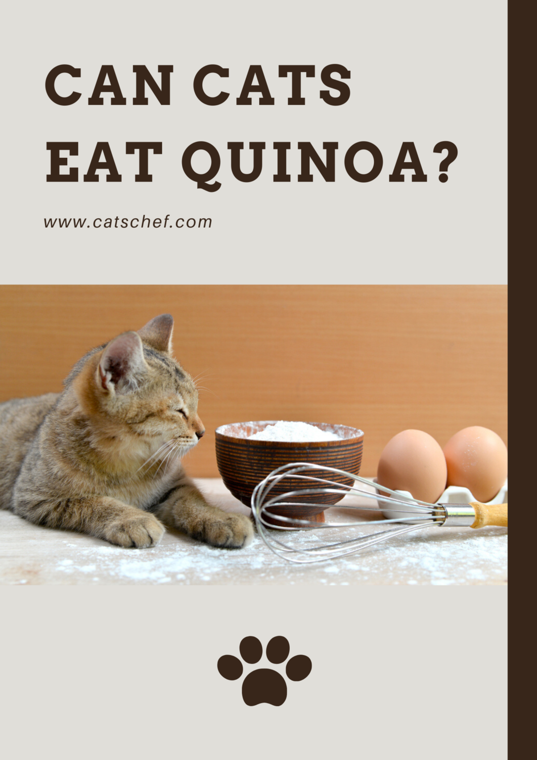 Can Cats Eat Quinoa