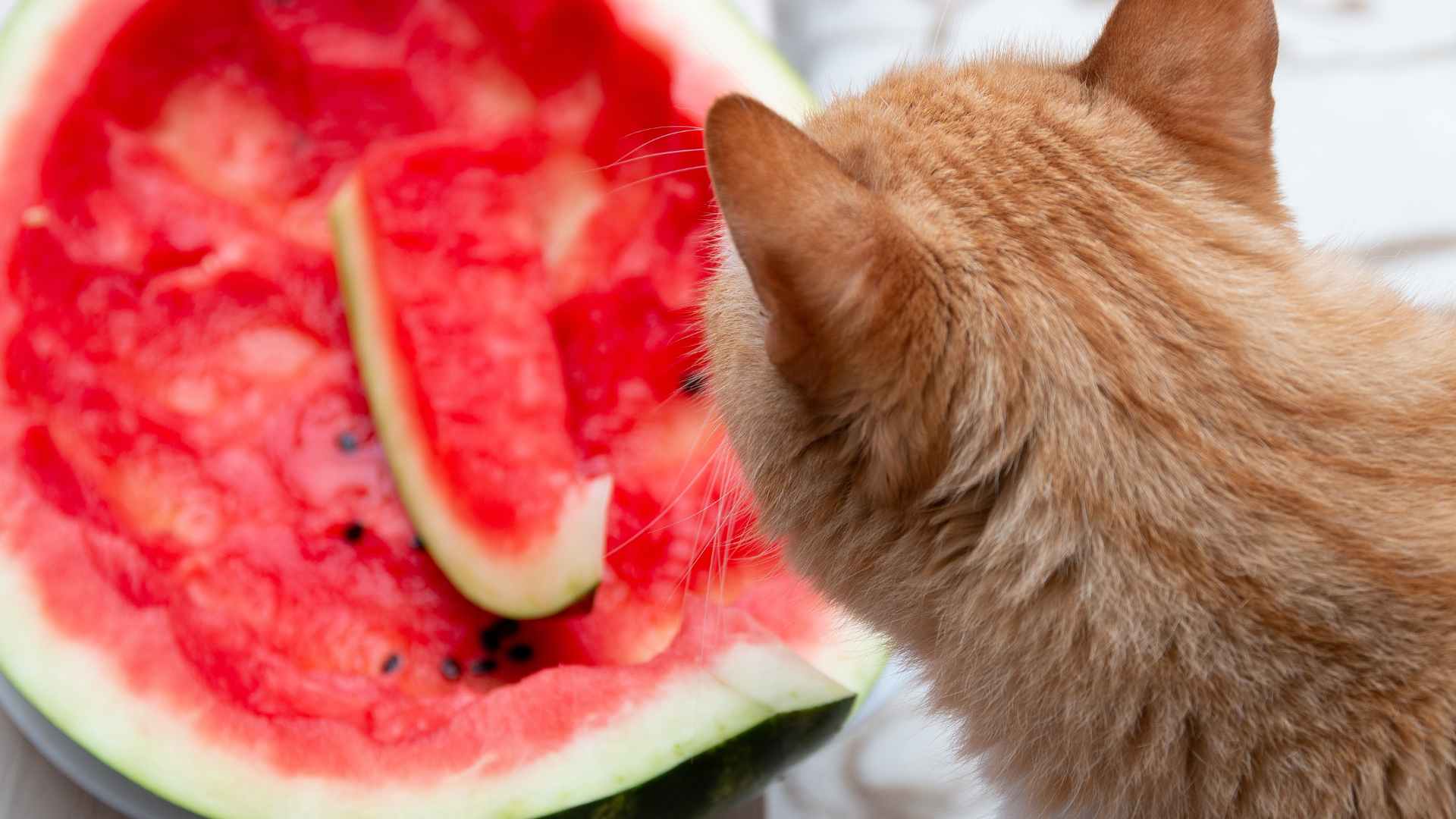 Can Cats Eat Watermelon