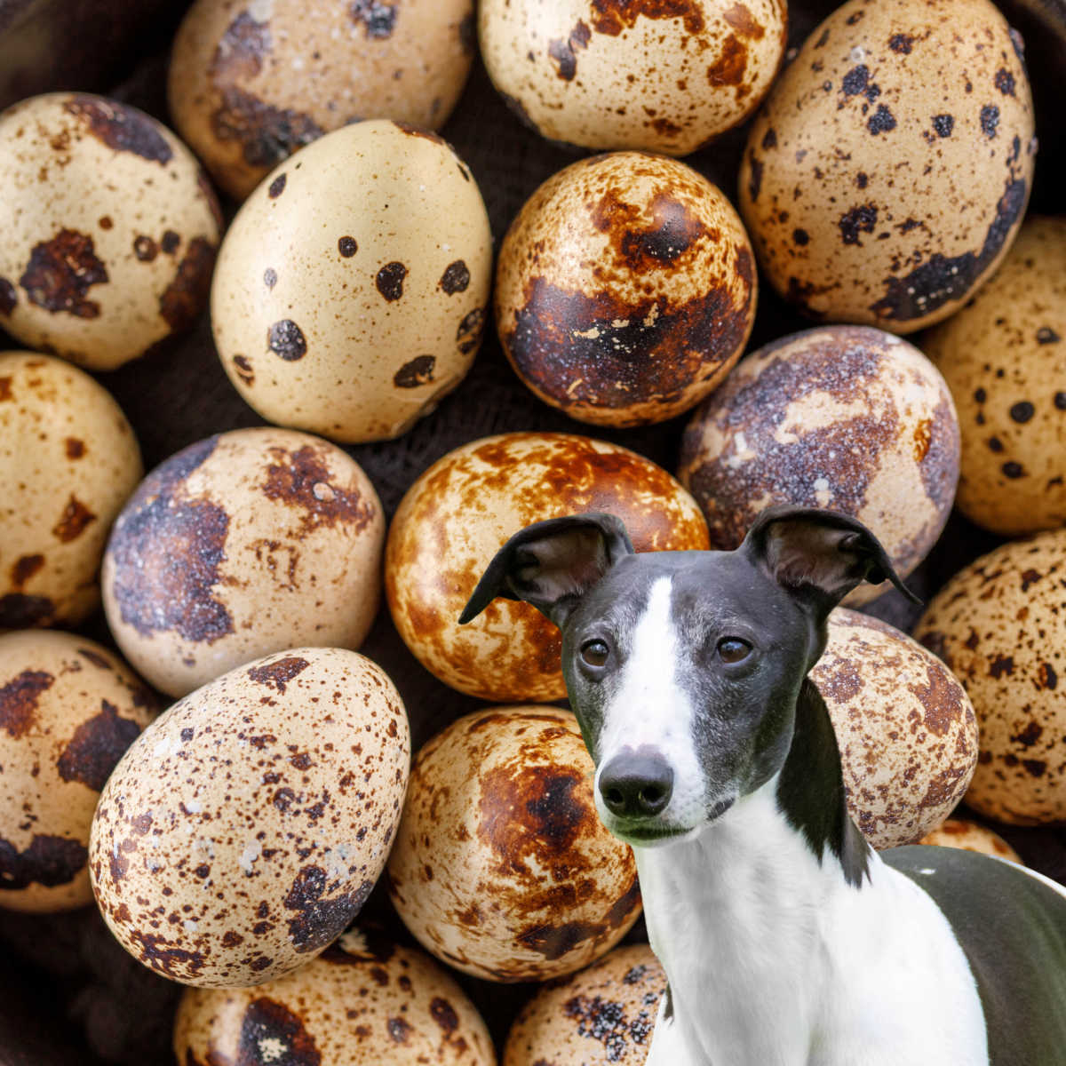Can Dogs Eat Quail Egg Shells
