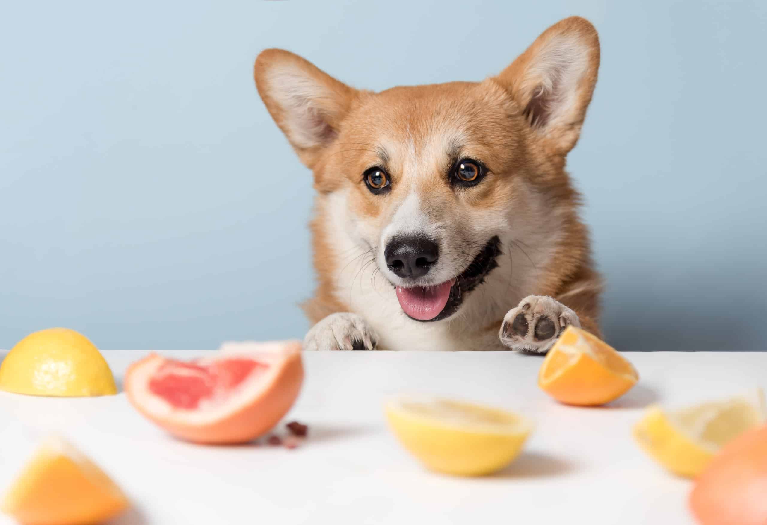 Can Dogs Eat Tangerines Or Oranges