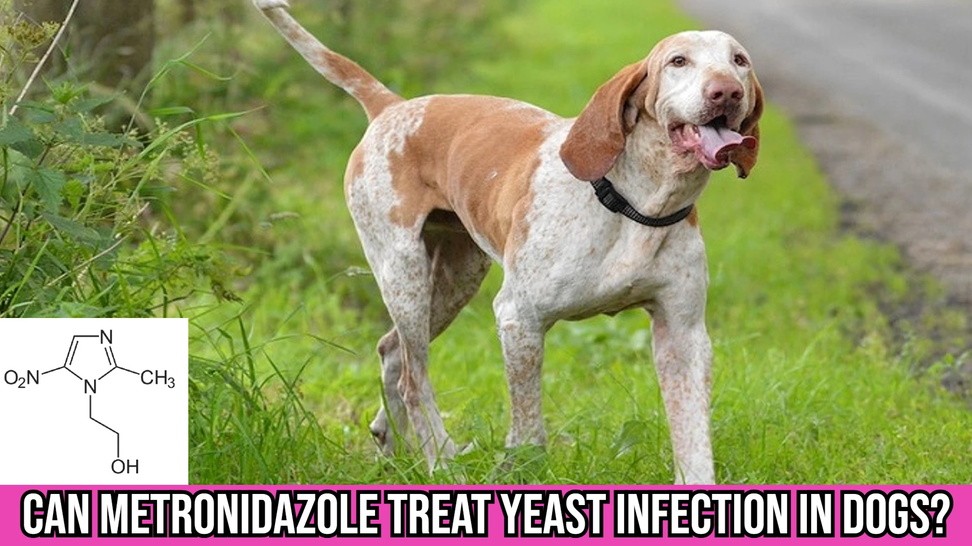Can Metronidazole Treat Yeast Infection