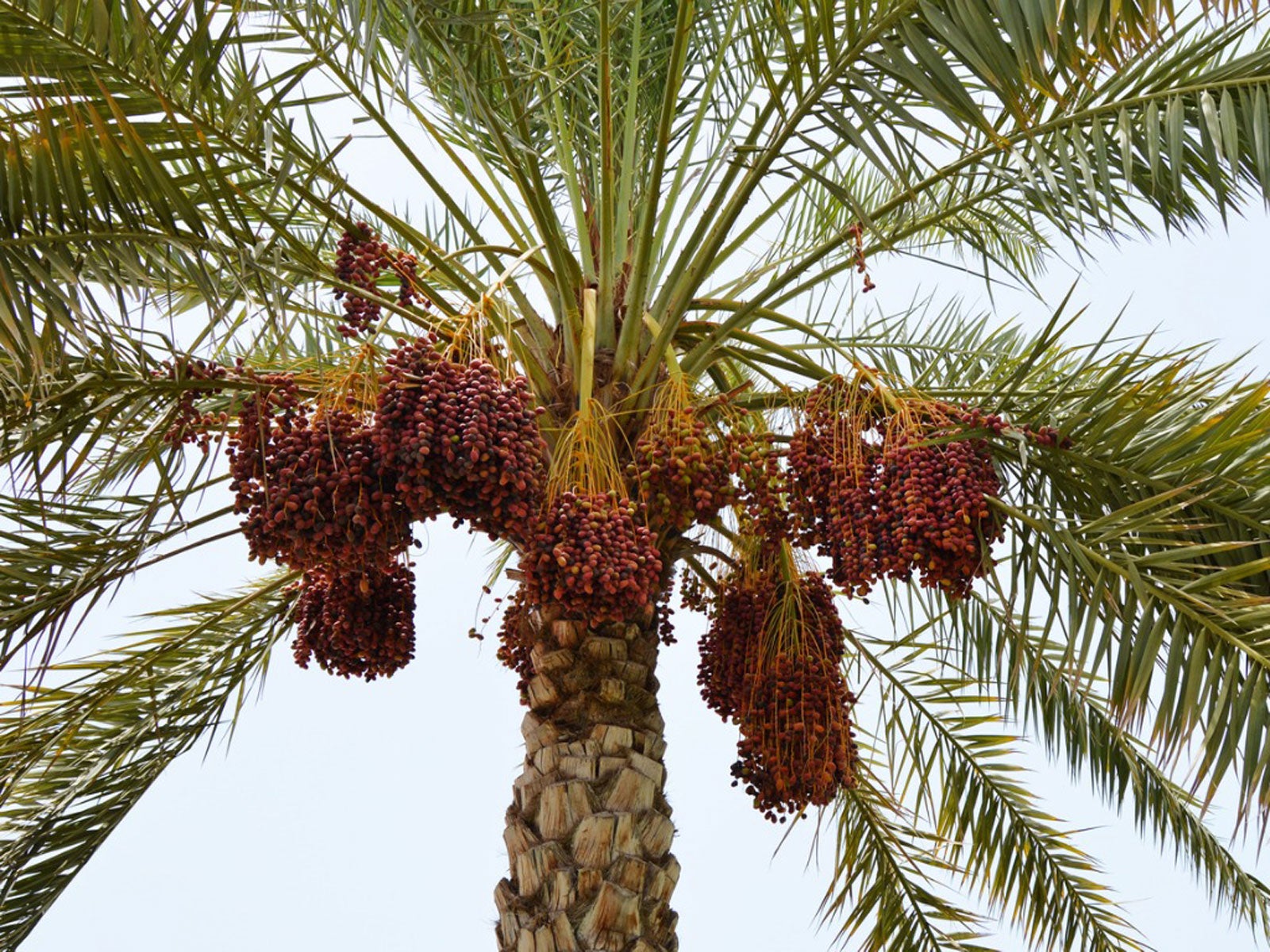 Can You Grow Dates In The Uk