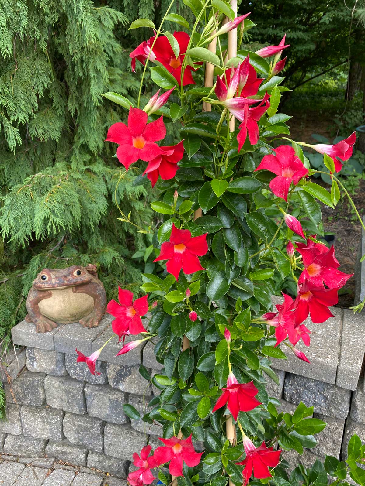 Can You Grow Xanadu From Cuttings
